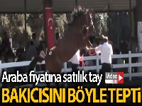 Araba fiyatına satılık tay podyumda bakıcısını böyle tepti