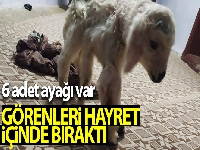 6 ayaklı dünyaya gelen kuzu görenleri hayretler içinde bıraktı