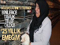 Kahramanmaraş'ta 10 bin tavuk telef oldu, sahibi ağıt yaktı
