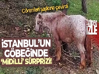 İstanbul'da ağaca bağlanmış at görenleri şaşkına çevirdi