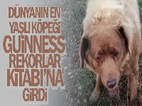 Dünyanın en yaşlı köpeği Guinness Rekorlar Kitabı'na girdi