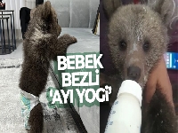 Bebek bezli yavru ayı ‘Yogi' evin maskotu oldu