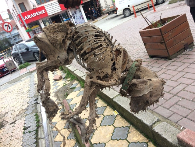 Asansör Çukurunda Bulunan Köpek İskeleti Görenleri Şaşkına Çevirdi