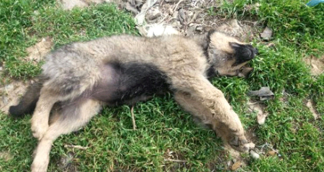 18 Köpek Ölü Bulunmuştu, Tarım İlacı Ile Zehirledikleri Ortaya Çıktı