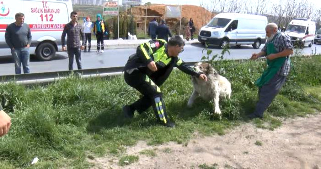 Kamyon İett Otobüsüne Çarptı! Herkes Yaralılarla Uğraşırken Köpek Polisi Isırdı
