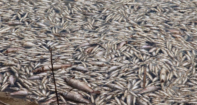 Toplu Balık Ölümleri Tedirgin Etti