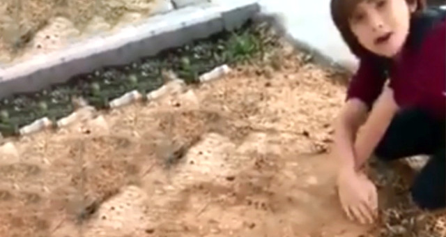 Her Gün Okula Giderken Öptüğü Ağacın Kesildiğini Gören Çocuk Gözyaşlarına Boğuldu
