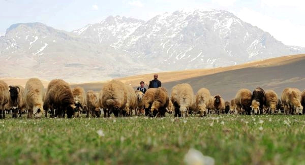 Doğu Ve Güneydoğu'da Terörden Temizlenen Yaylalarda Ekonomi Canlandı