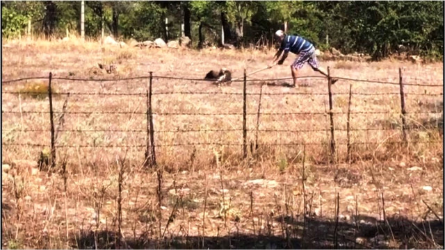 Yılan Avlayan Şahini Kürekle Öldüren Cani Adam Kameraya Yakalandı