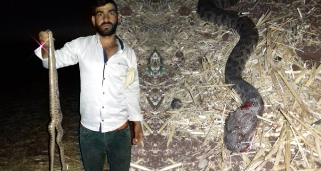 Diyarbakır'da Bir Köy Diken Üstünde! 5 Metrelik Yılanlarla Mücadele Ediyorlar