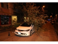 Şiddetli Rüzgar Ağacı Lüks Otomobilin Üstüne Devirdi