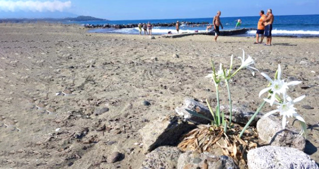 Hatay'da Görülen Kum Zambağını Koparana 48 Bin Lira Para Cezası Uygulanacak