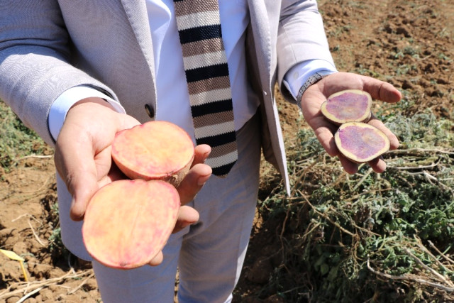 Türkiye'de Bir İlk! Milli Ve Renkli Patatesler Yakında Sofraları Süsleyecek