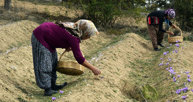 Safranbolu'nun Mucize Bitkisi Safran Üreticisinin Yüzünü Güldürdü! Kilosu 30 Bin Liradan Satılıyor