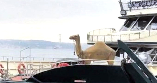 İstanbul Boğazı'ndaki Deve Manzarası Görenleri Şaşkına Çevirdi