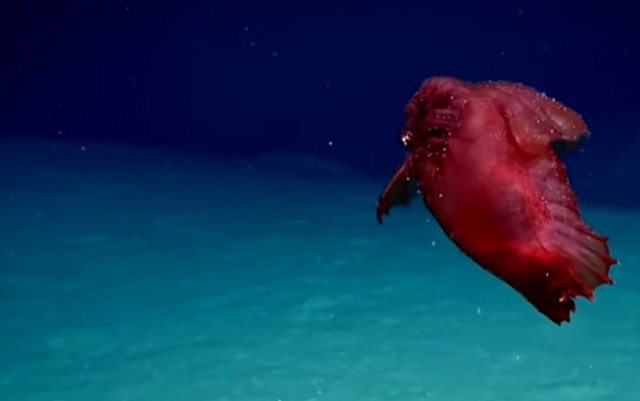 'başsız Tavuk Canavarı' Lakaplı Deniz Yaratığı Güney Okyanusu'nda İlk Kez Görüntülendi