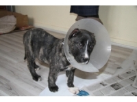 Yavru Köpek Kulakları Kesilmiş Halde Bulundu