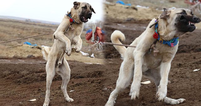 'aksaray Malaklısı' Olarak Bilinen Çoban Köpeklerine Dünyanın Birçok Ülkesinden Talep Yağıyor