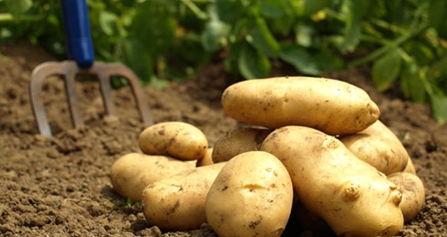 Patateste Gümrük Vergisi Sıfırlandı, İthalat 200 Bin Ton Ile Sınırlandırıldı