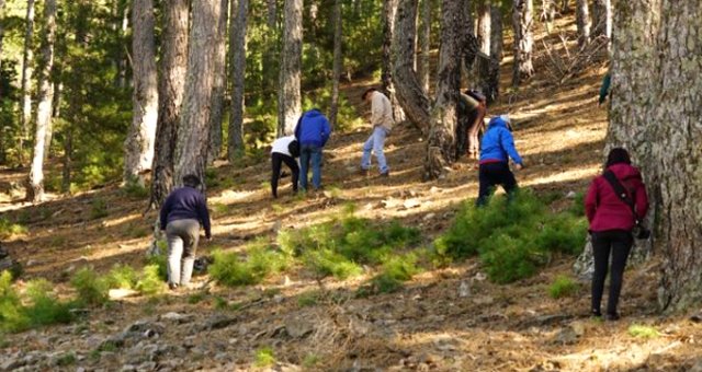 Kuzugöbeği Mantarının Kilosu 140 Liradan Satılıyor