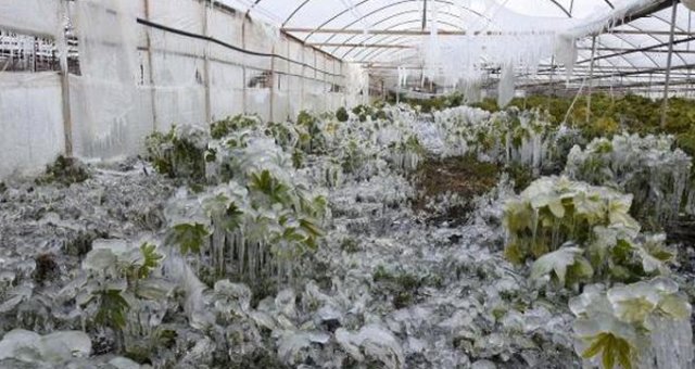 Meteoroloji'den Vatandaşlara Zirai Don Uyarısı!