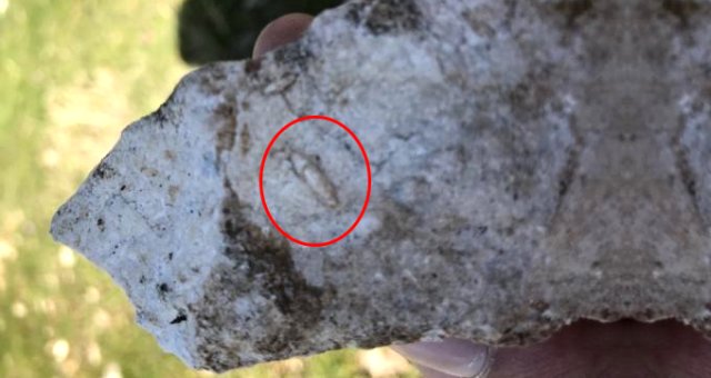 Jeofizik Mühendisi Cudi Dağı'nda Gezerken 12 Milyon Yıllık Fosil Buldu