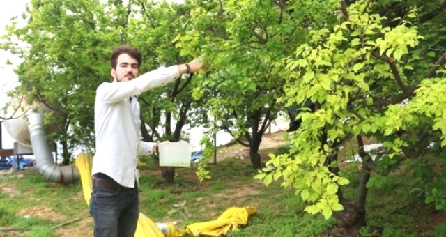 Eriğin Kilosu 500 Liradan 150 Liraya Düştü