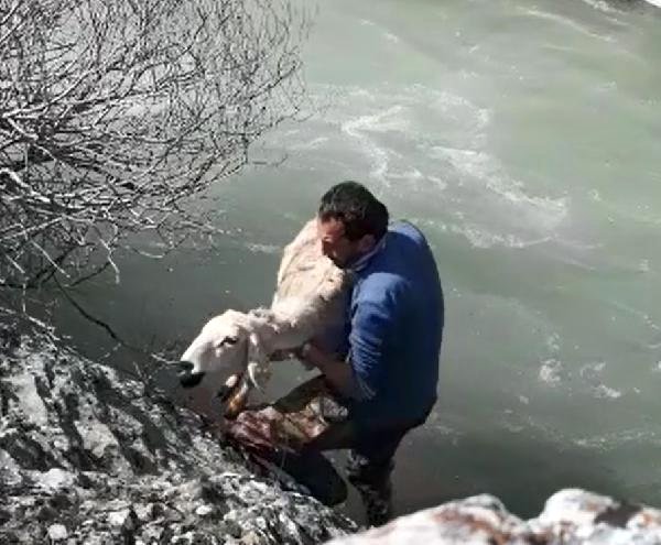 Hurman Çayı'nda Mahsur Kalan Koyunu Öğretmen Kurtardı