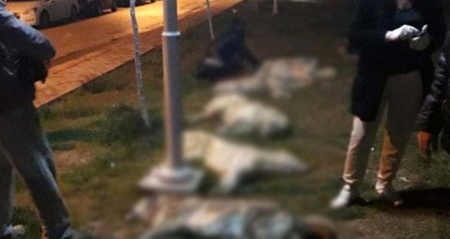 Ankara'da Sokak Köpekleri Zehirlendi, Yavaş Sorumluların Bulunması İçin Talimatı Verdi