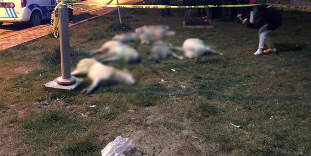 Ankara'da 13 Köpeğin Zehirlenmesi Olayı Ile İlgili 3 Kişi Gözaltına Alındı