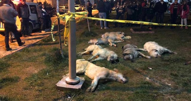 Ankara'da 16 Köpeğin Zehirlenmesi Olayında Caniler Serbest Bırakıldı