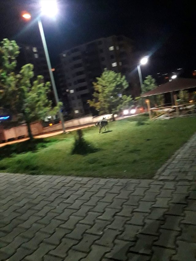 Çocuk Parkında Görüldü, Kentte Büyük Panik Yarattı!