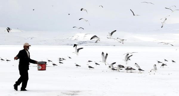 Buzla Kaplı Çıldır Gölü'nde Her Gün Martıları Besliyor