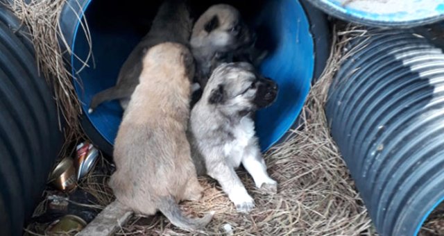 Bir Katliam Daha! Zehirli Et Verilen 4 Köpek Ve 3 Kedi Öldü