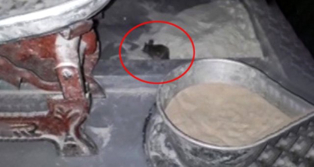 Vatandaşları Ayağa Kaldıran Görüntü! Pide Fırınında Fareler Cirit Attı
