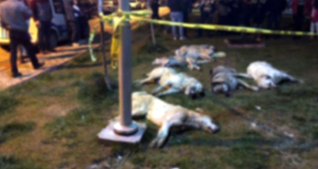 Ankara'da Köpeklerin Öldürülmesine İlişkin Davada Şüpheliler Hakkında İstenen Ceza Belli Oldu
