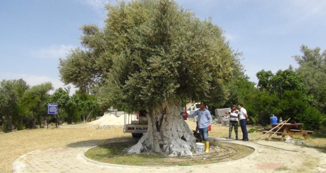 İşte Cumhurbaşkanı Erdoğan'ın Övgüyle Bahsettiği Bin 300 Yıllık Zeytin Ağacı