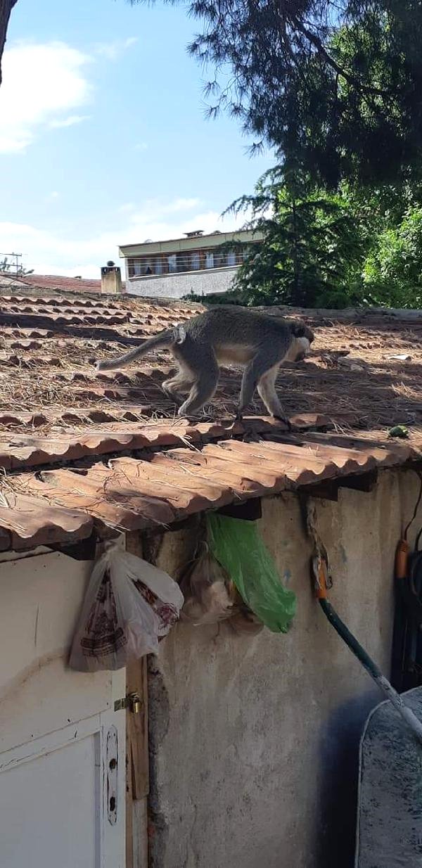 Bir İlçe Diken Üstünde! 2 Kişiyi Yaralayan Saldırgan Maymun, Ekipleri Seferber Etti