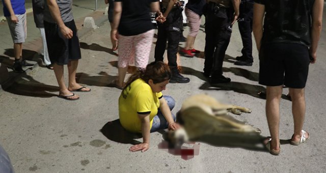 Yürek Burkan Kare! Otomobil Çarpan Sokak Köpeğinin Yanına Uzanarak Dakikalarca Gözyaşı Döktü