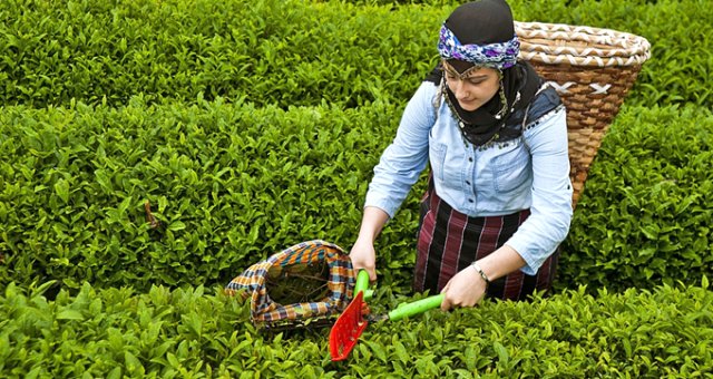 3,03 Tl Olarak Açıklanan Çay Alım Fiyatı Üreticiyi Sevindirdi