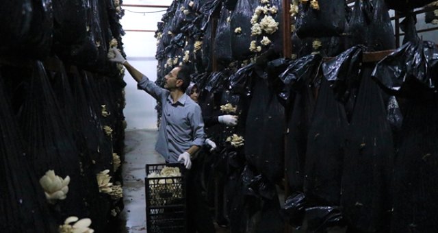 Devlet Desteğiyle Kurdukları Tesiste Yıllık 54 Ton Mantar Üretiyorlar