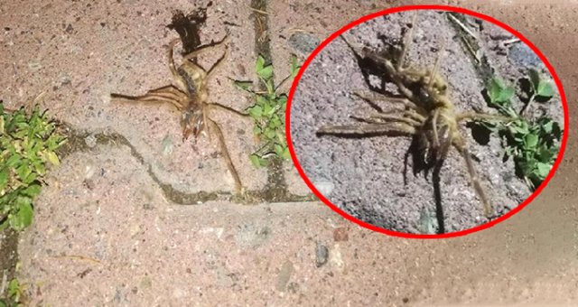 Kayseri'de Görülen El Büyüklüğündeki Sarıkız Örümceği, Panik Yarattı