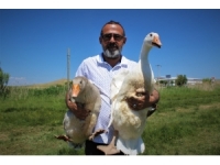 Ülke Üretimine Katkı Sunmak İçin Kaz Çiftliği Kurdu