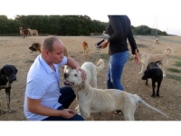 Çatalca’da Köpeklerin Ormana Terk Edilmesine Hayvanseverlerden Tepki