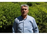 Rize’de Yaş Çay Toplama Sezonunun Bir Hafta İçinde Başlaması Bekleniyor