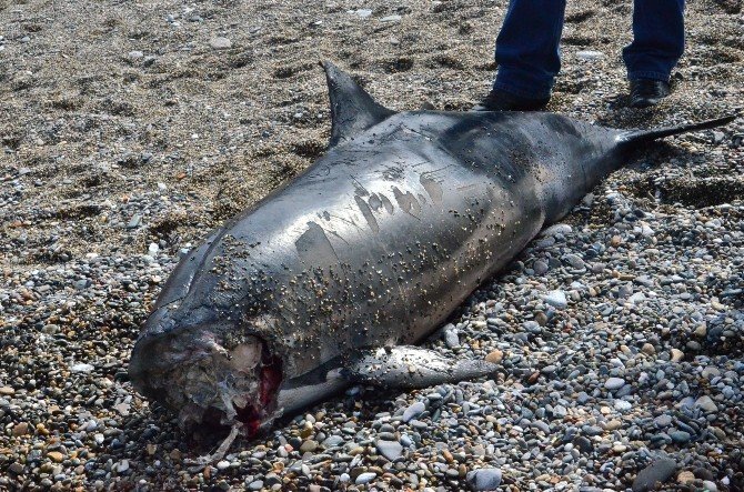 Zonguldak'ta Kafası Olmayan Yunus Balığı Karaya Vurdu