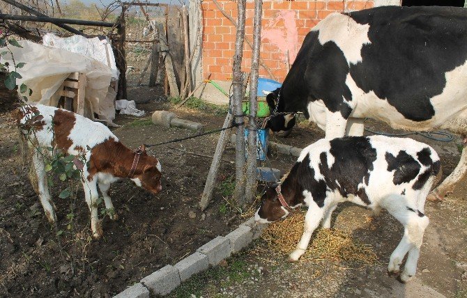 Çatalca İcra Dairesi 24 Adet İneği Satışa Çıkardı