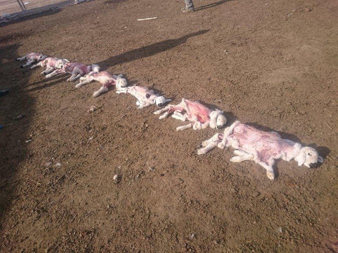 Kayseri'de Yanlış İğne 200 Kuzuyu Telef Etti
