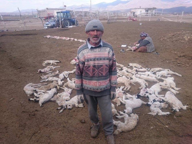 Kayseri'de Yanlış İğne 200 Kuzuyu Telef Etti