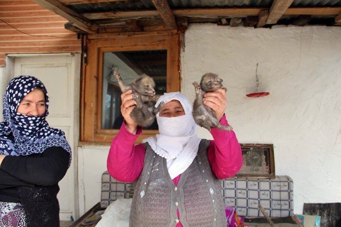 Erzurum'da Eve Tilki Girdi,Dördüz Doğurdu